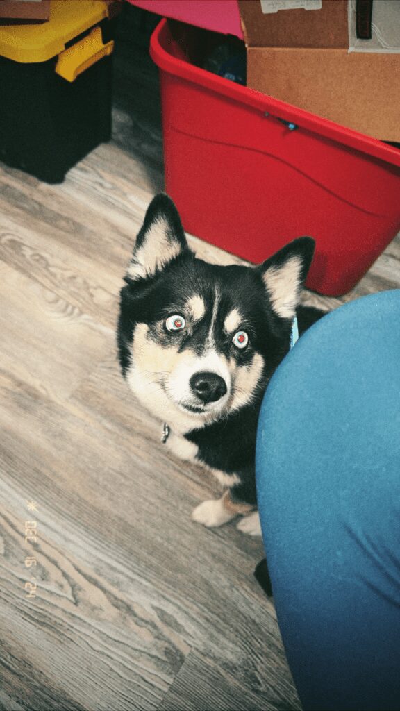 A dog sitting on the floor looking up at something