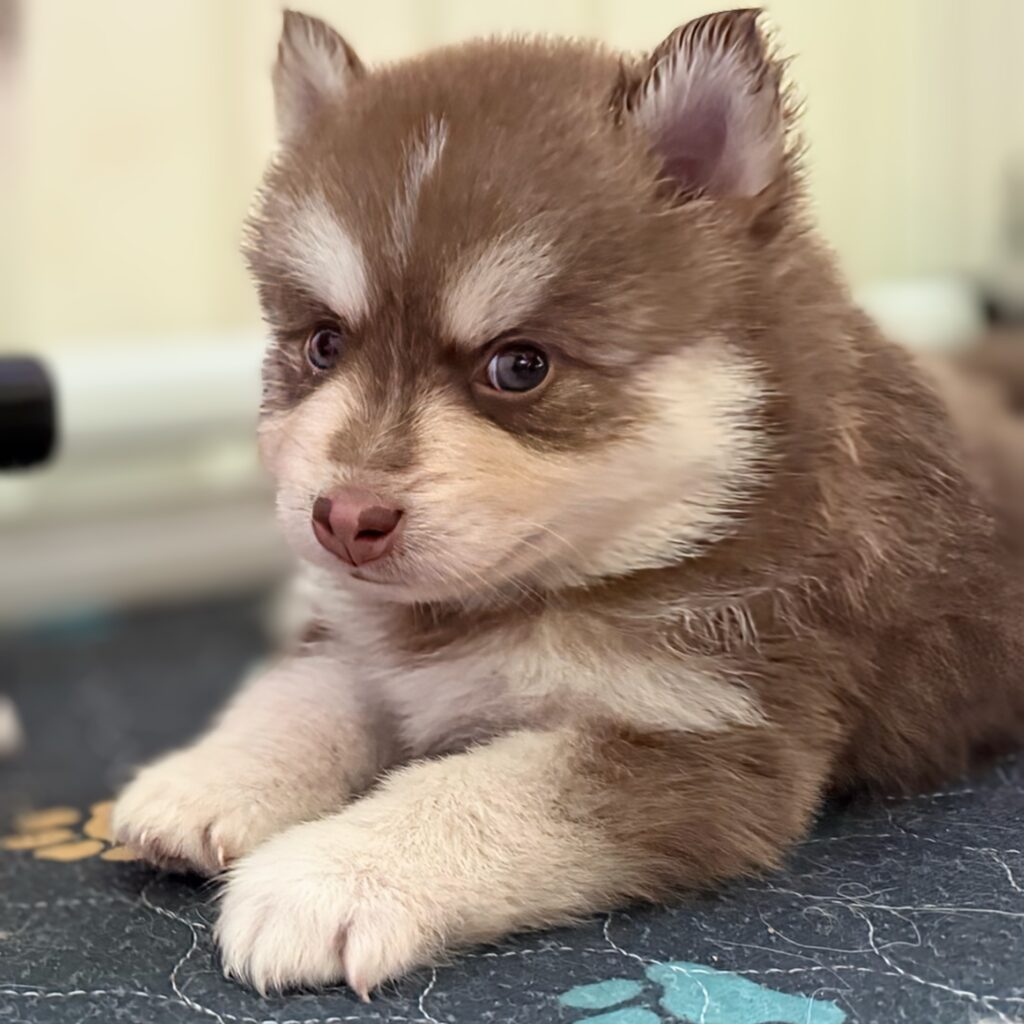 A brown and white puppy is laying on the floor