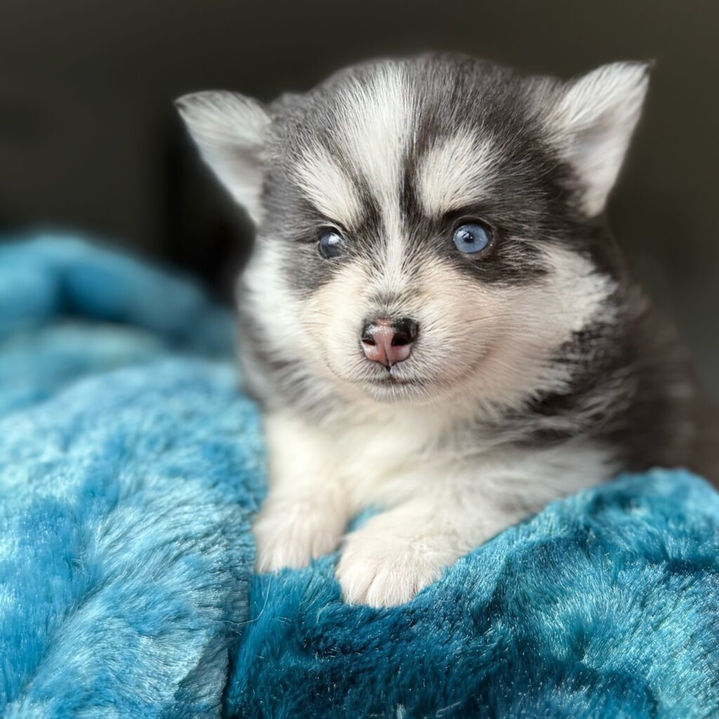 A small puppy is sitting on the blanket