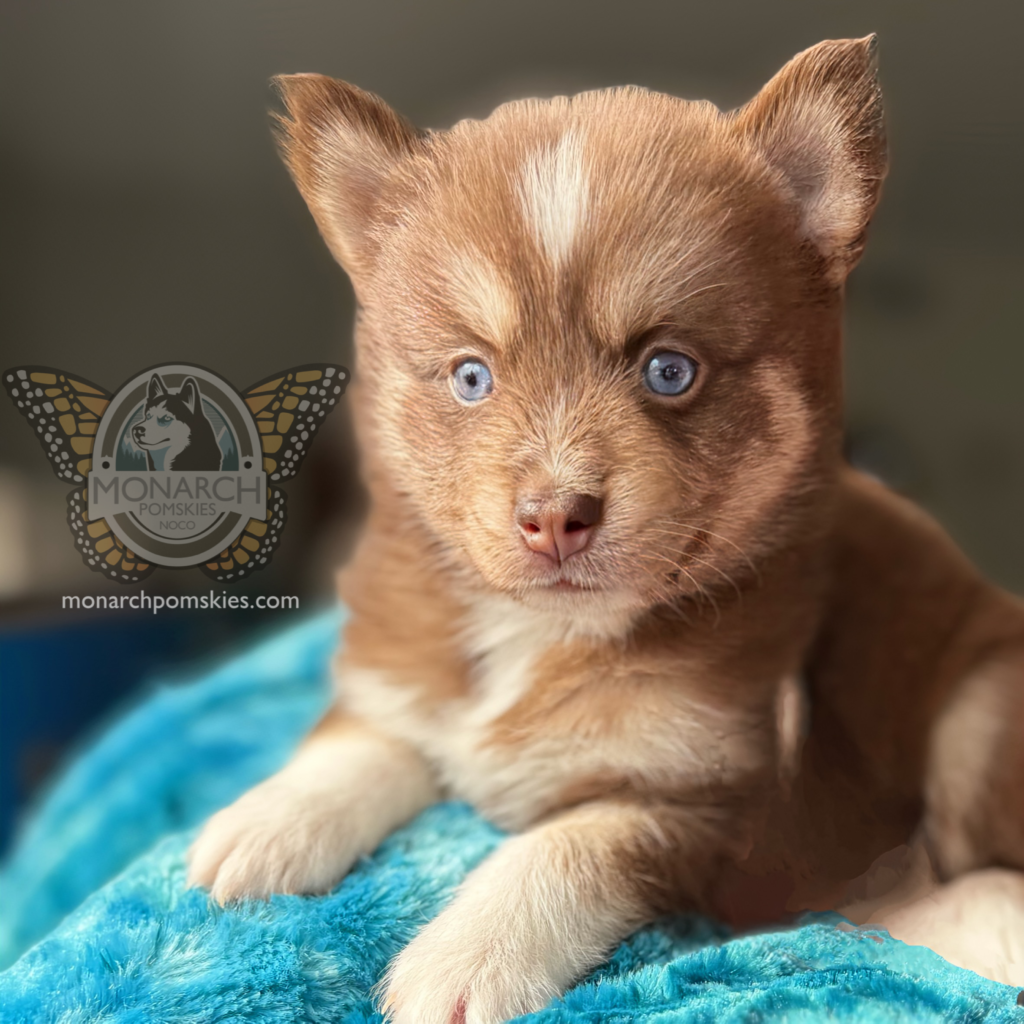 A puppy is sitting on top of a blue blanket.