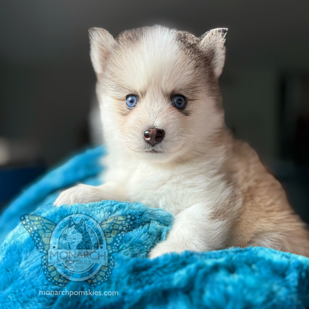 A small puppy is sitting on the blanket
