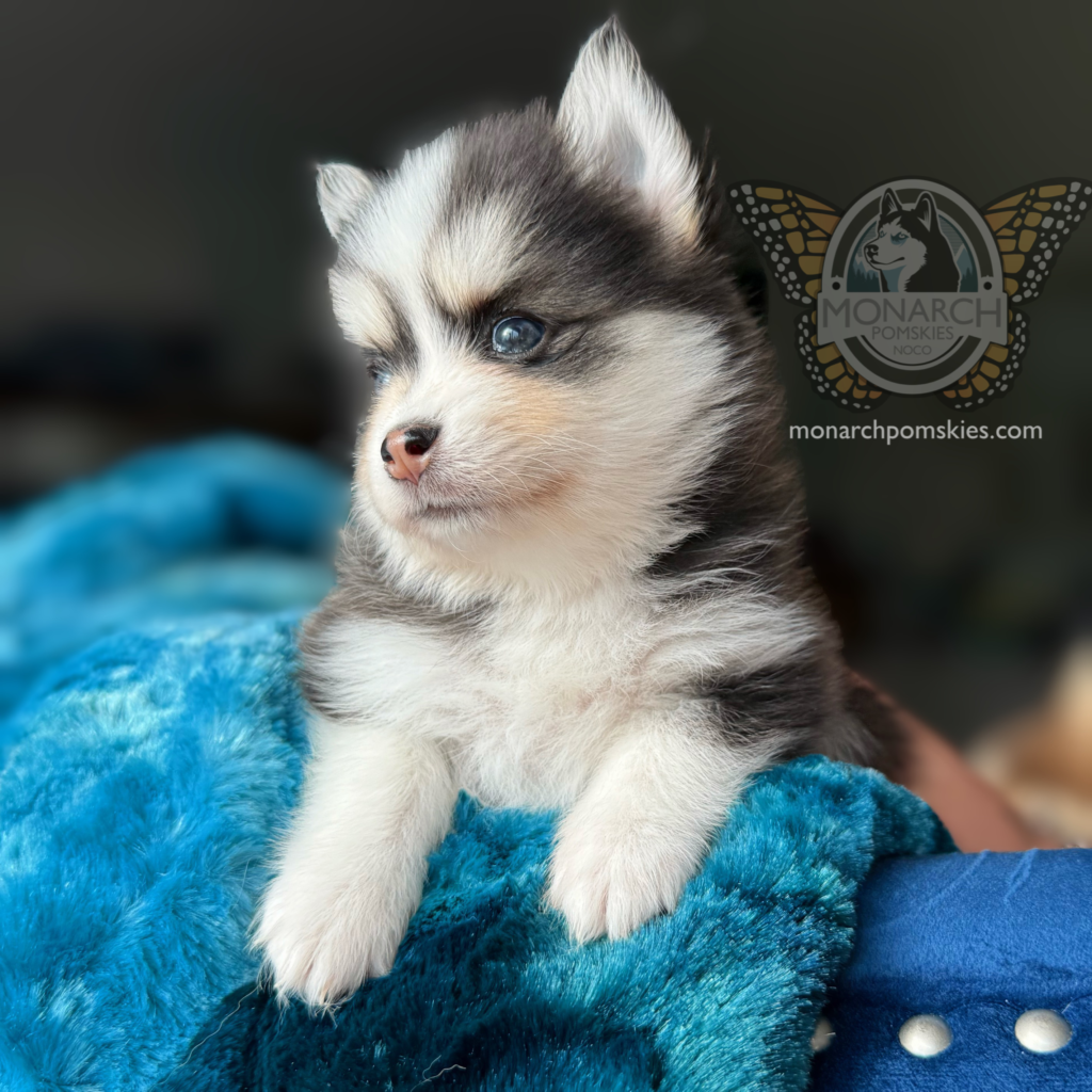 A small puppy is sitting on the blanket