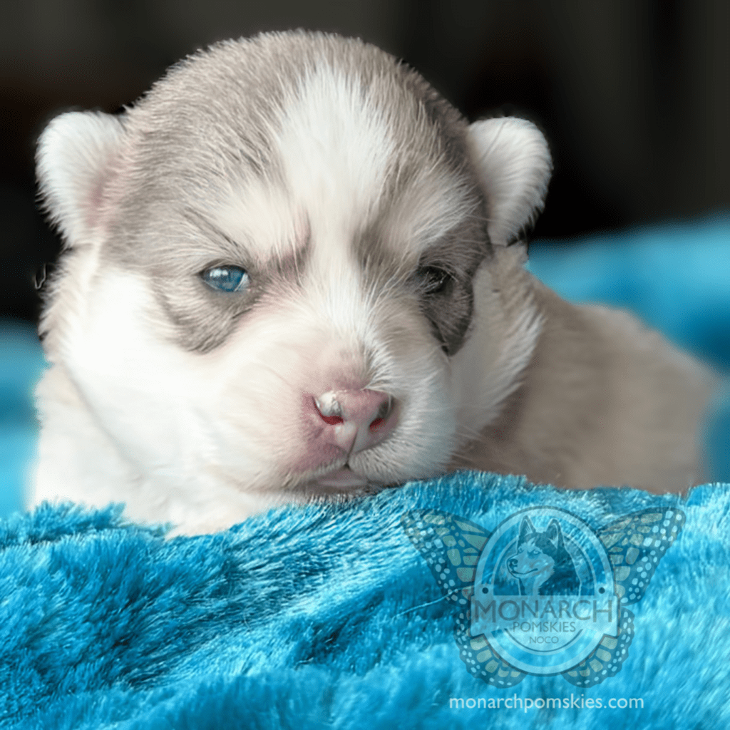 A puppy is laying on the blue blanket.