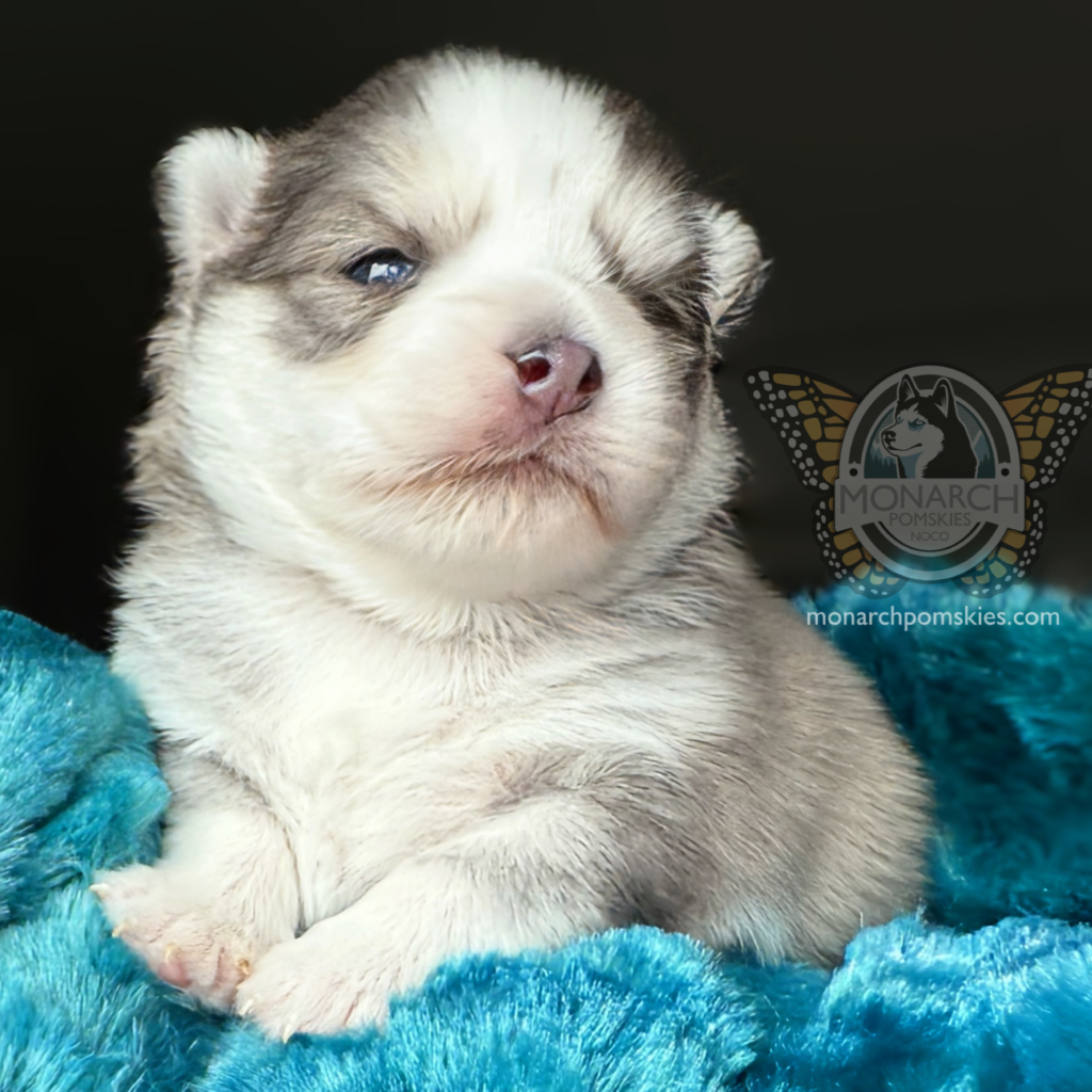 A puppy is laying on the blue blanket.
